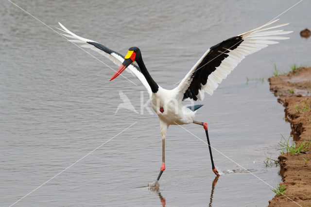 Zadelbekooievaar (Ephippiorhynchus senegalensis)