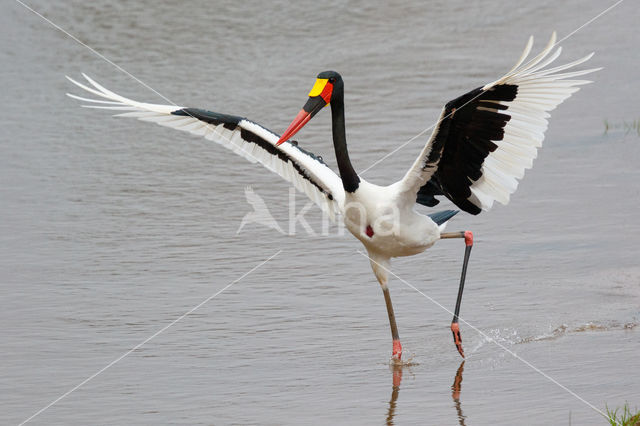 Zadelbekooievaar (Ephippiorhynchus senegalensis)