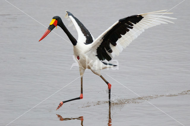 Zadelbekooievaar (Ephippiorhynchus senegalensis)