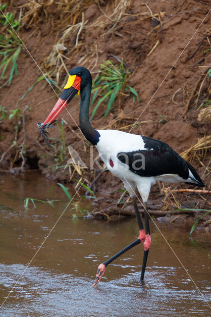 Zadelbekooievaar (Ephippiorhynchus senegalensis)