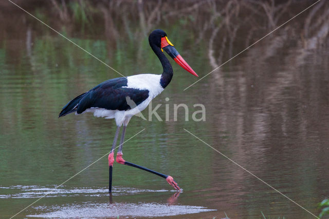 Zadelbekooievaar (Ephippiorhynchus senegalensis)