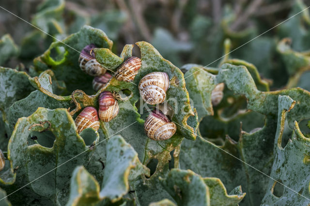 white gardensnail (Theba pisana)