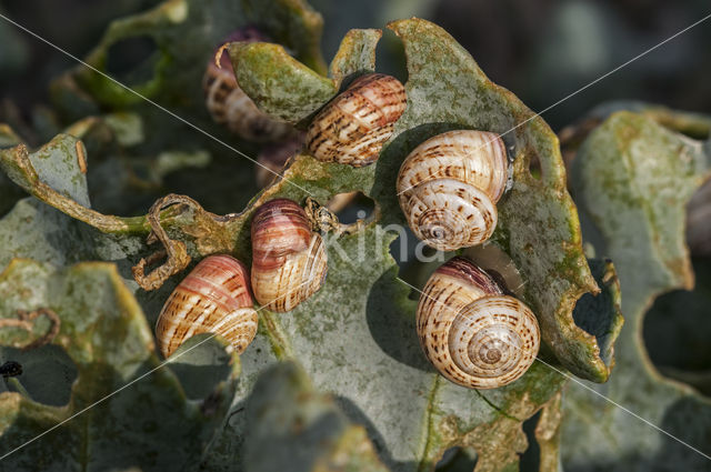 white gardensnail (Theba pisana)