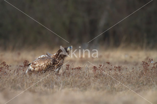 Zeearend (Haliaeetus albicilla)