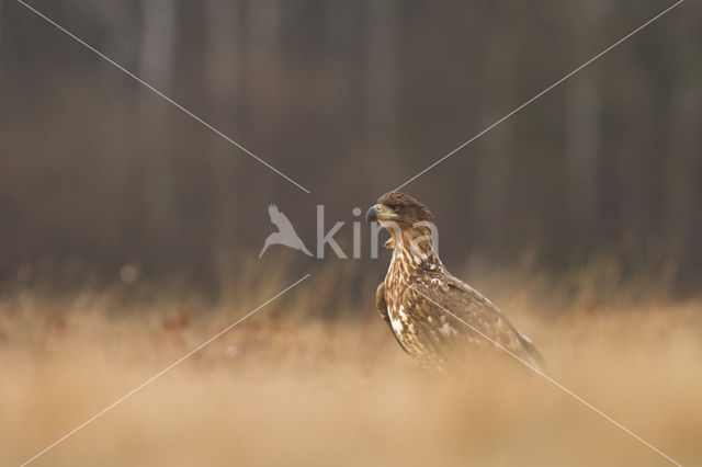 Zeearend (Haliaeetus albicilla)