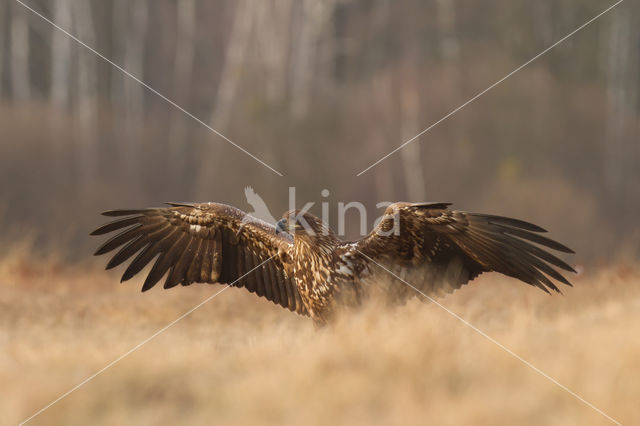 Zeearend (Haliaeetus albicilla)