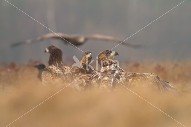 Zeearend (Haliaeetus albicilla)