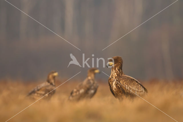 Zeearend (Haliaeetus albicilla)