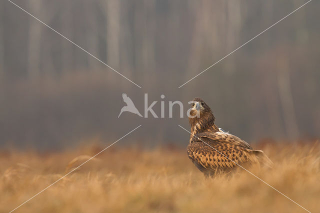 Zeearend (Haliaeetus albicilla)