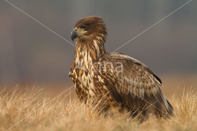 Zeearend (Haliaeetus albicilla)