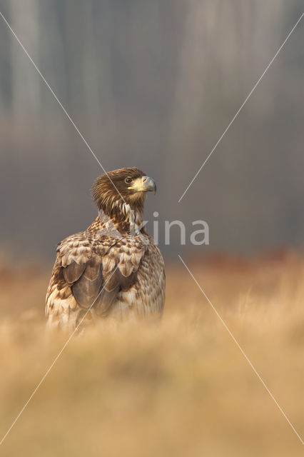 Zeearend (Haliaeetus albicilla)