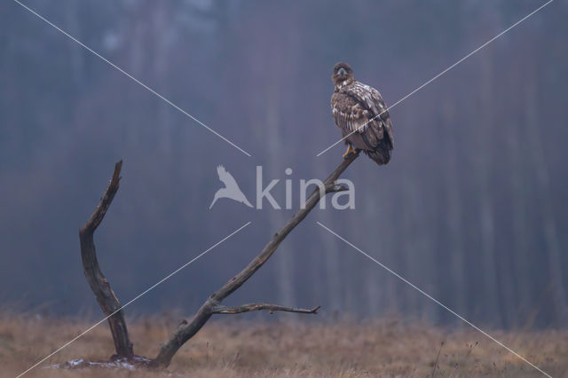 White-tailed Sea Eagle (Haliaeetus albicilla)