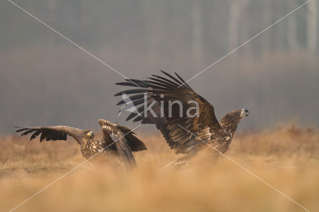 Zeearend (Haliaeetus albicilla)