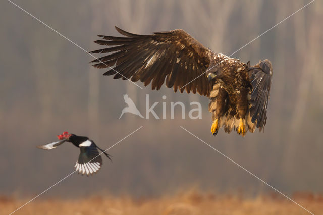 Zeearend (Haliaeetus albicilla)