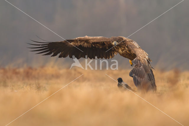 Zeearend (Haliaeetus albicilla)