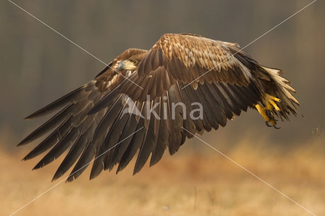 White-tailed Sea Eagle (Haliaeetus albicilla)