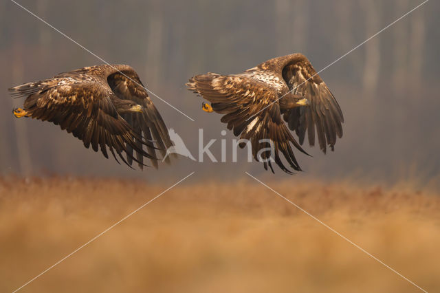 Zeearend (Haliaeetus albicilla)