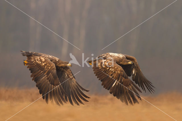 Zeearend (Haliaeetus albicilla)