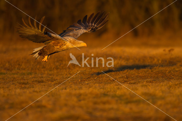 Zeearend (Haliaeetus albicilla)