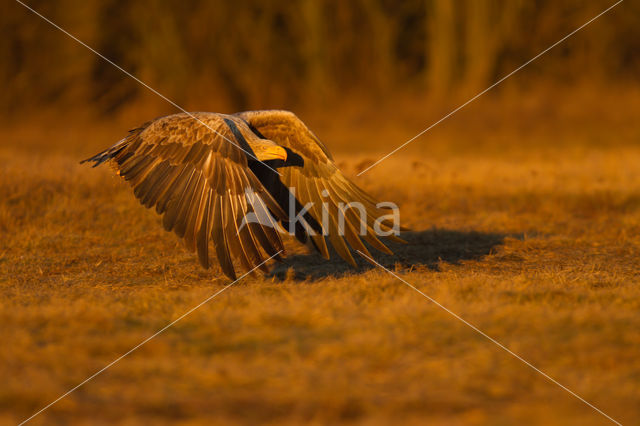 Zeearend (Haliaeetus albicilla)