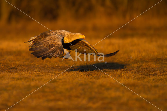 Zeearend (Haliaeetus albicilla)