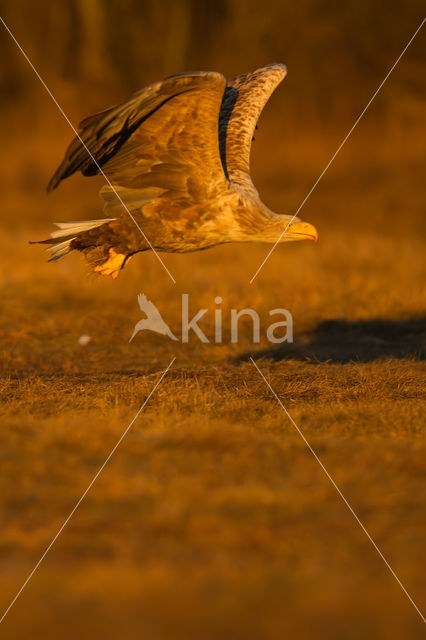 Zeearend (Haliaeetus albicilla)