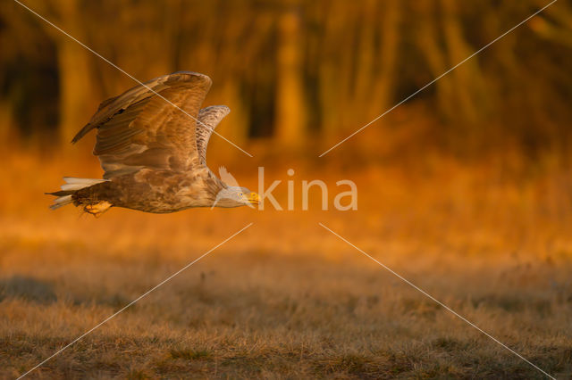 Zeearend (Haliaeetus albicilla)