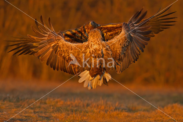 Zeearend (Haliaeetus albicilla)