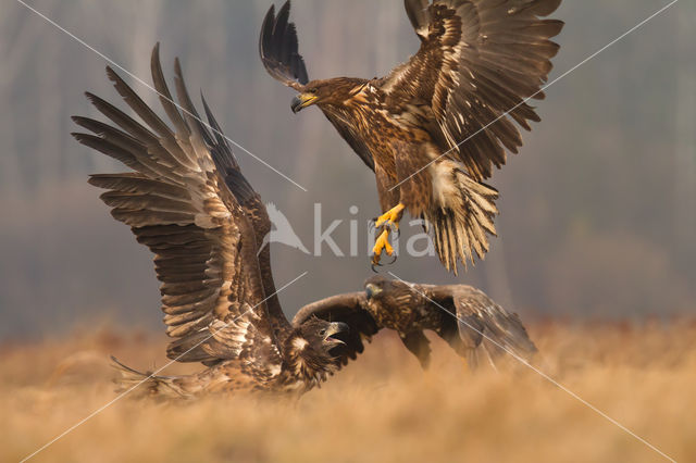 Zeearend (Haliaeetus albicilla)