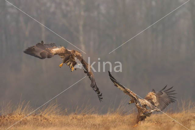 Zeearend (Haliaeetus albicilla)