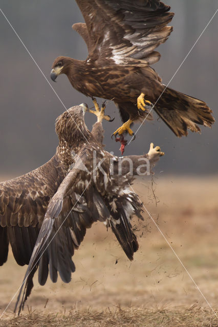 Zeearend (Haliaeetus albicilla)