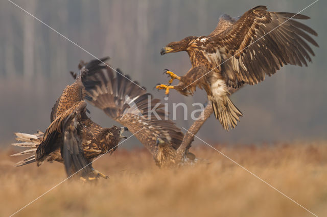 Zeearend (Haliaeetus albicilla)