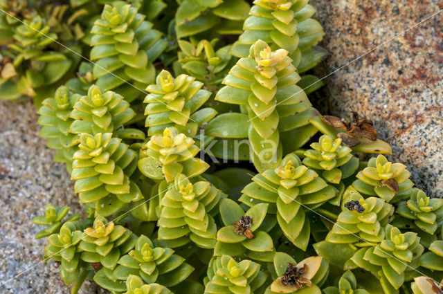 Sea Sandwort (Honckenya peploides)