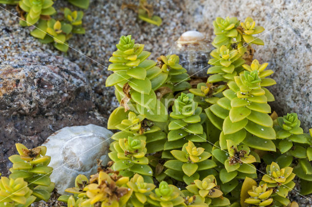 Sea Sandwort (Honckenya peploides)