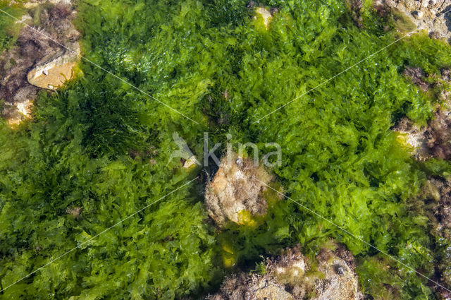 Sea lettuce (Ulva lactuca)