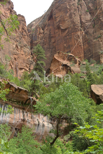 Zion National Park