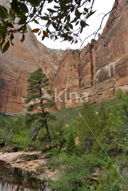 Zion National Park