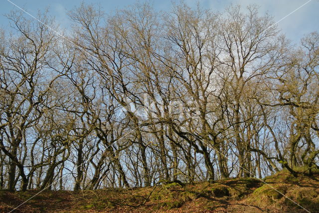 Zomereik (Quercus robur)