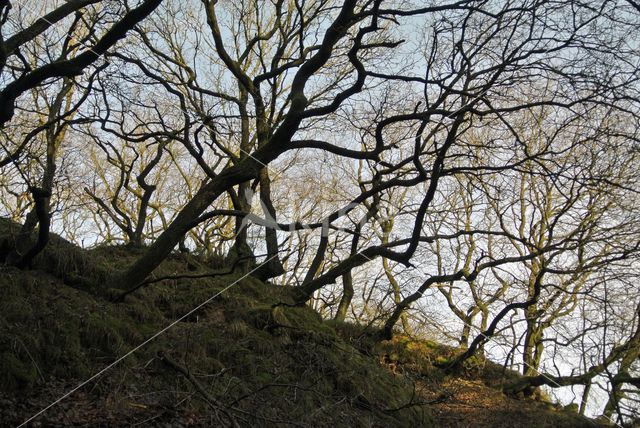 Zomereik (Quercus robur)