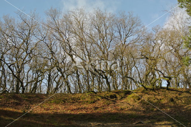 Zomereik (Quercus robur)