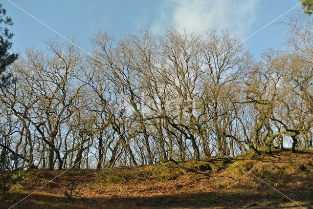 Common Oak