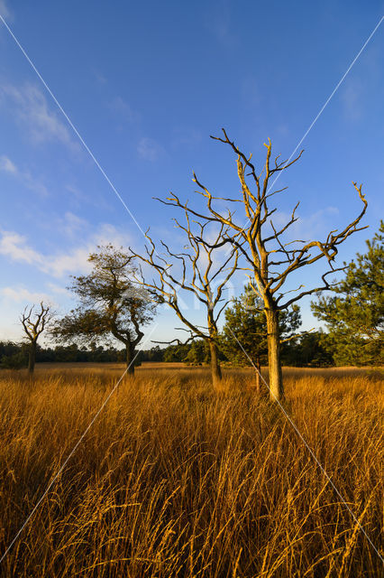 Zomereik (Quercus robur)