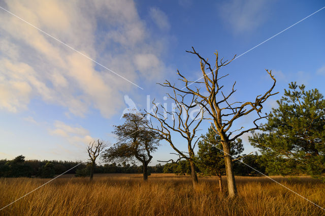 Common Oak