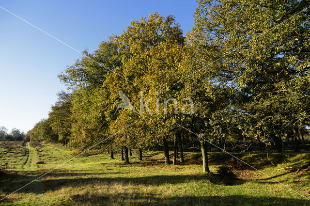 Common Oak