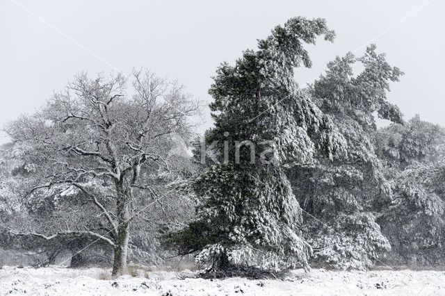 Zomereik (Quercus robur)