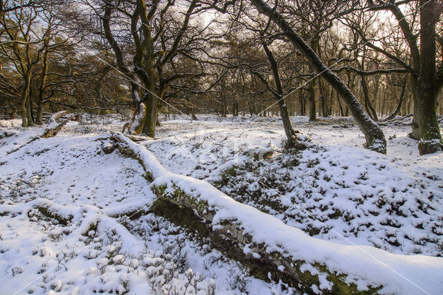 Common Oak