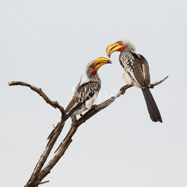 Southern Yellow-billed Hornbill (Tockus leucomelas)