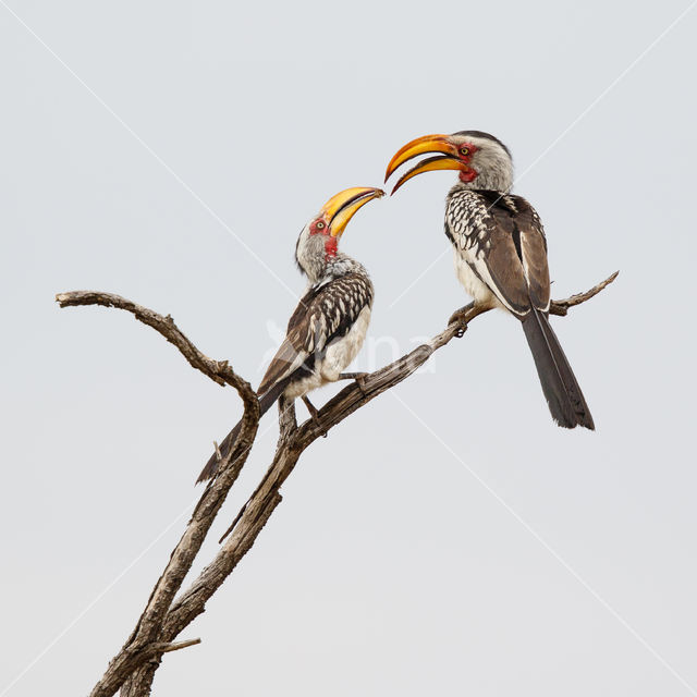 Southern Yellow-billed Hornbill (Tockus leucomelas)