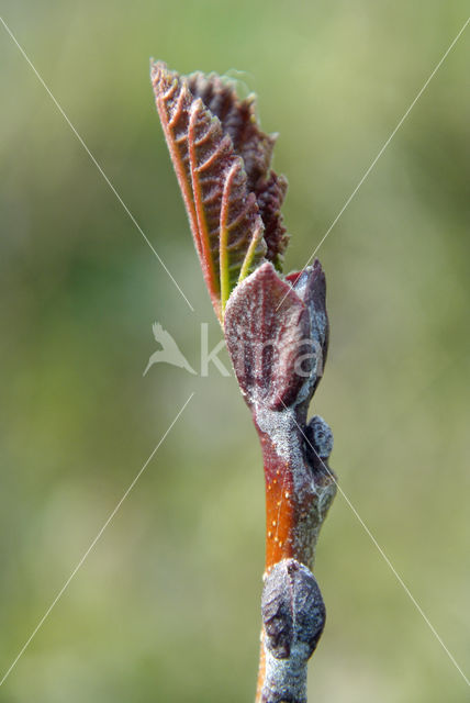 Zwarte els (Alnus glutinosa)