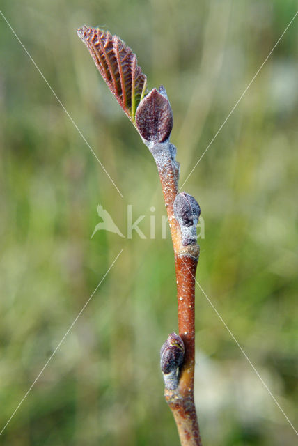 black alder (Alnus glutinosa)